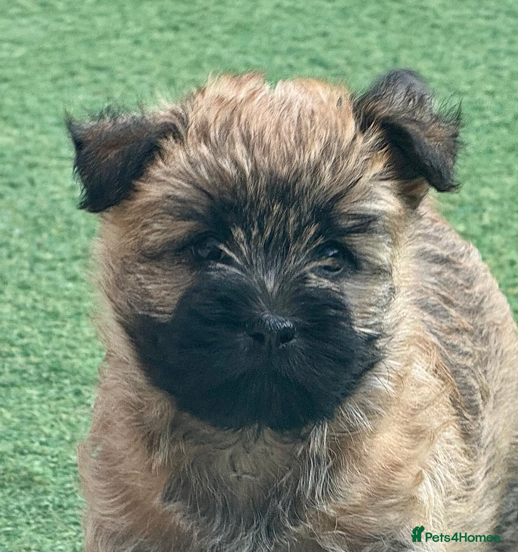 Cairn Terrier dogs Quality KC reg girl pup off health tested parents  - Advert 1