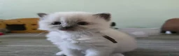 Ragdoll cats for sale: Registered Ragdoll Kittens for Sale - Advert 2