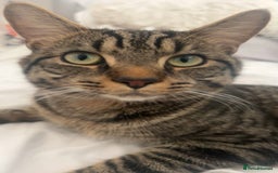 British Shorthair cats for sale: British shorthair x Bengal kittens - Image 24