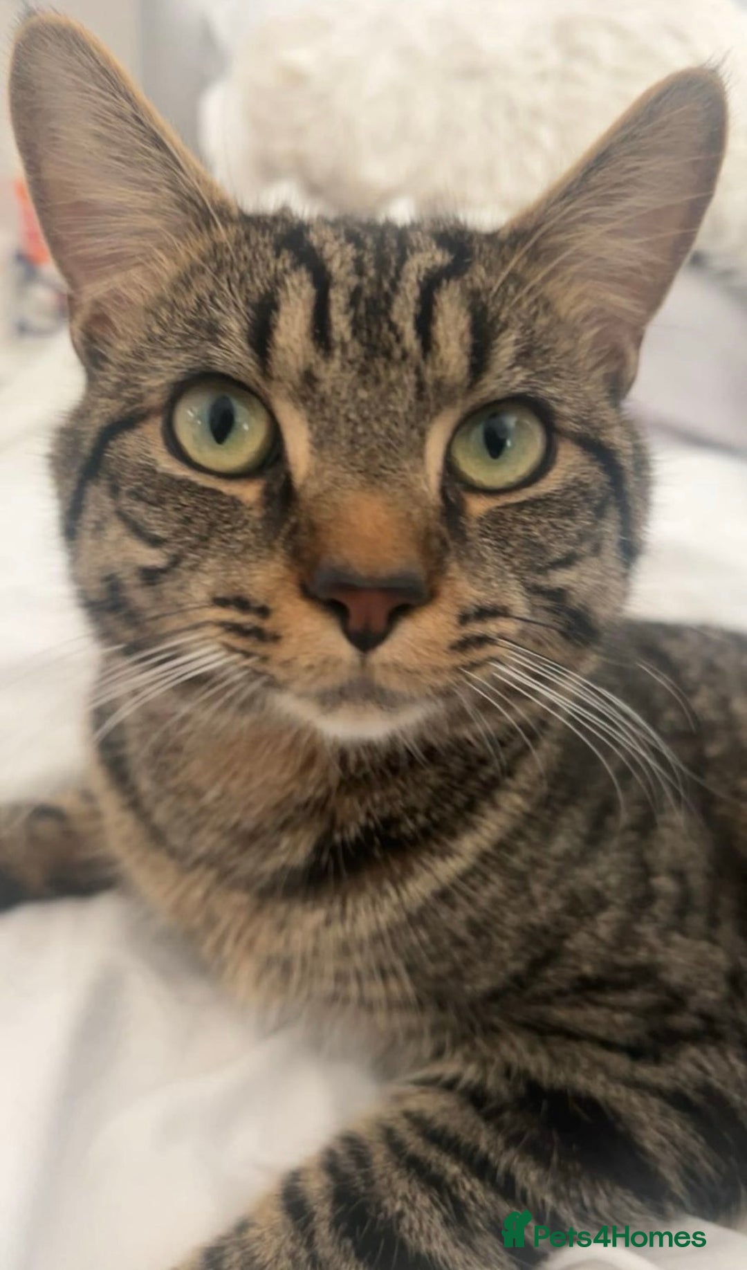 British Shorthair cats for sale: British shorthair x Bengal kittens - Image 24