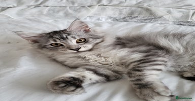 Maine Coon cats in Usk - Advert 7