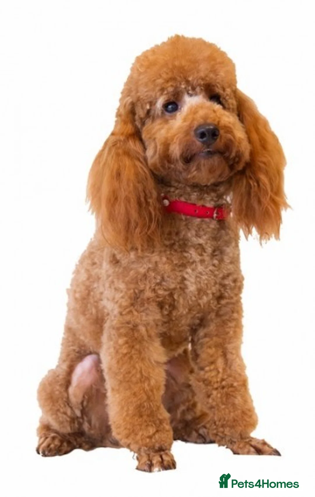 Miniature Poodle dogs for stud: Quality, Red Mini Poodle Stud, DNA Health Tests in Market Drayton - Advert 5