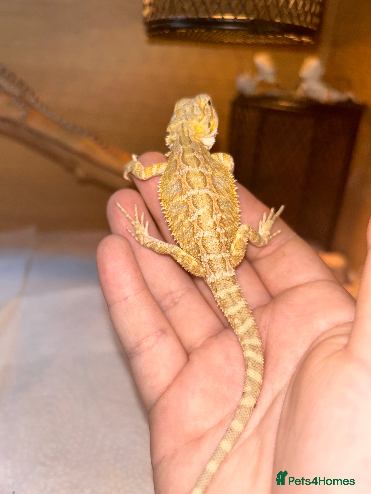 Bearded Dragon reptiles for sale: Friendly bearded baby dragons - Advert 9