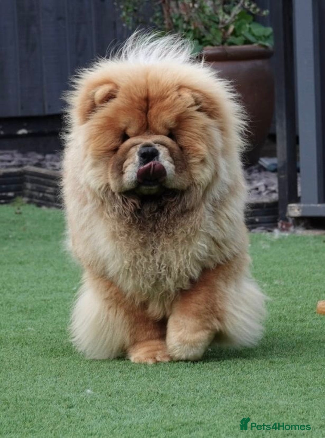Chow Chow dogs for sale: 🧸🧸Beautiful Chow Chow Puppies🧸🧸 - Advert 12