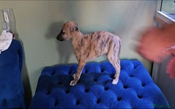 Whippet dogs for sale: Whippet puppies beautiful colours - Image 21