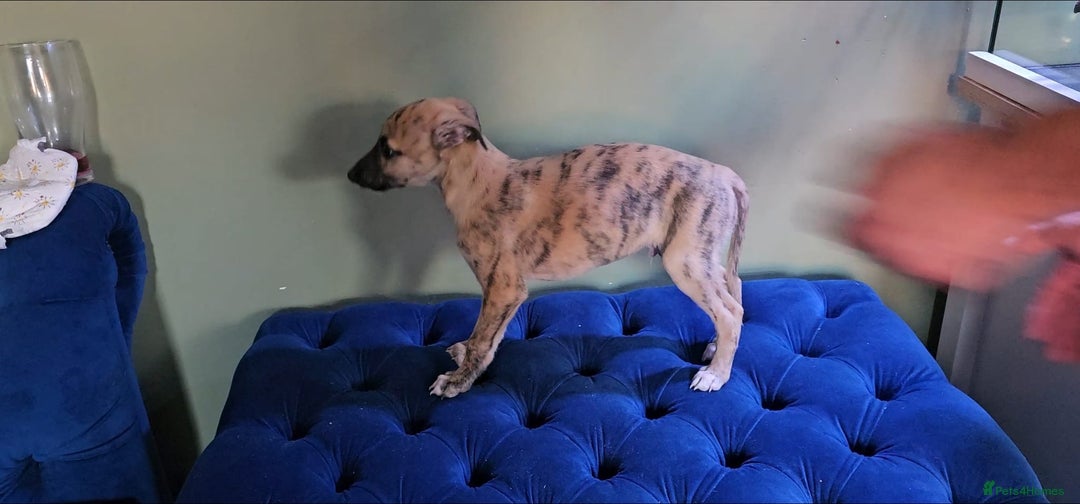 Whippet dogs for sale: Whippet puppies beautiful colours - Image 21