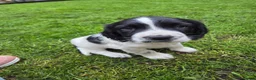 English Springer Spaniel dogs for sale: English springiel spaniel pupies.  in Yeovil - Advert 9