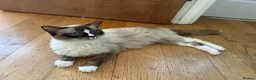 Ragdoll cats for sale: Ragdoll Kittens in Brighton - Advert 3