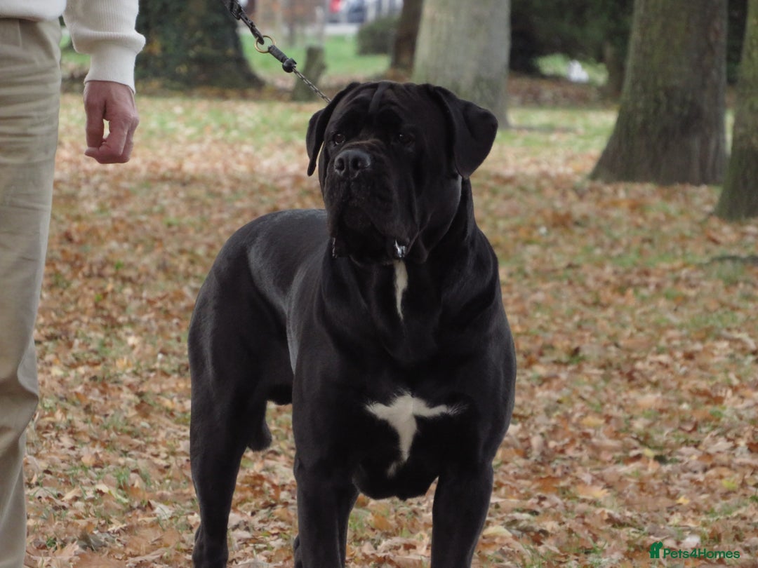 Cane Corso dogs for stud: Thor health tested proven Cane Corso for stud !!! in Cleethorpes - Advert 22