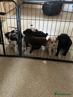 Cockapoo dogs 7 beautiful cockapoo puppies. 6 already rehomed - Advert 8