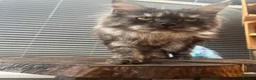Maine Coon cats for sale: Black Smoke female Maine coon in Wellingborough - Advert 3