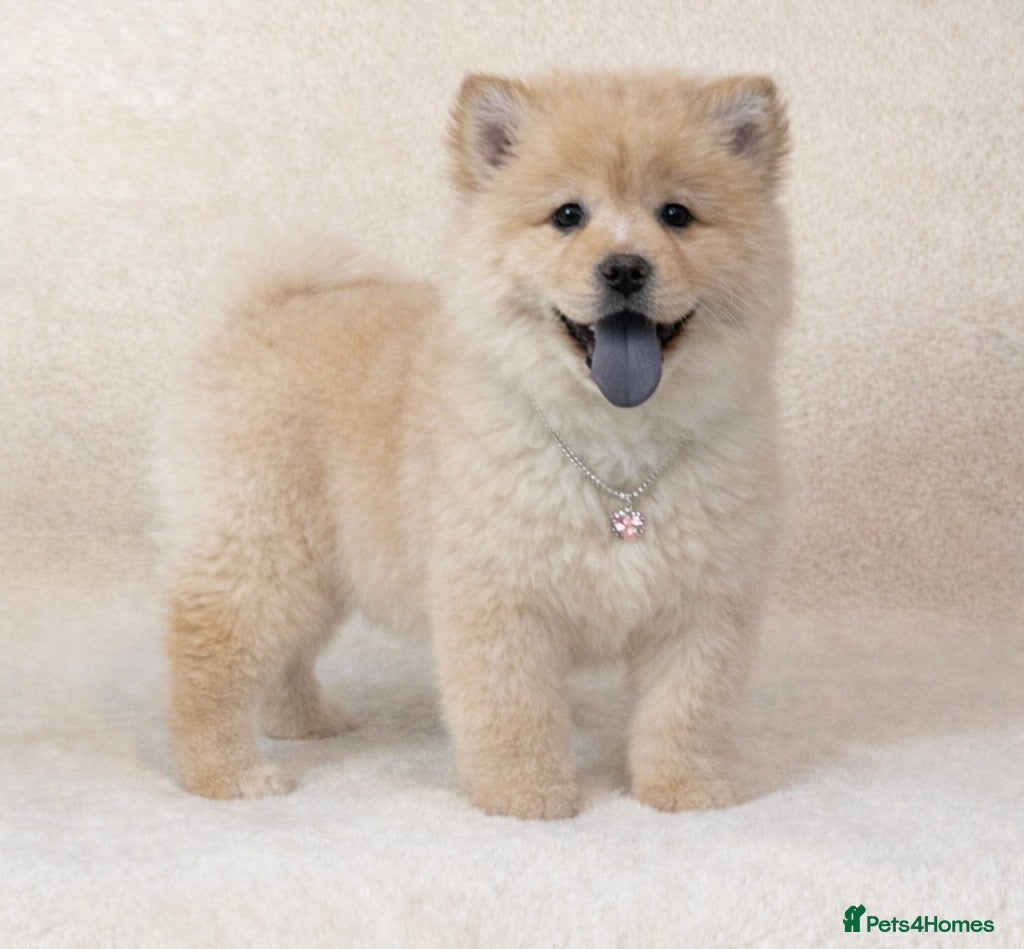 Mixed Breed dogs (Narla) cream female chowsky puppy  - Advert 4