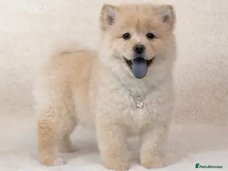 Mixed Breed dogs (Narla) cream female chowsky puppy - Advert 4