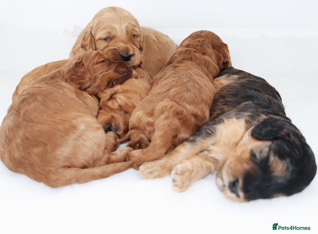 Cockapoo dogs for sale: Welcome to Cotswold Cavapoos and Cockapoos - Advert 17