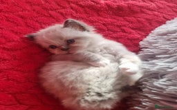 Ragdoll cats for sale: Kitten - Image 16