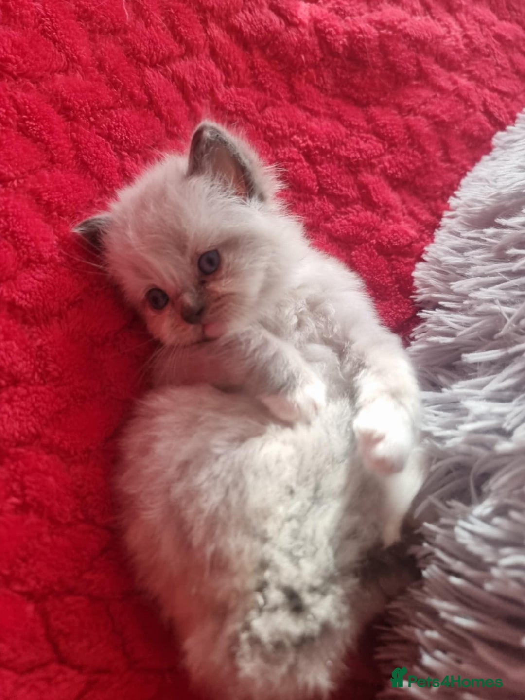 Ragdoll cats for sale: Kitten - Image 16