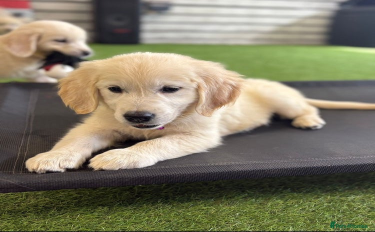Golden Retriever dogs - Advert 3