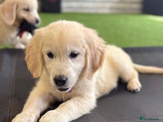 Golden Retriever dogs - Advert 2