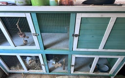 Mini Lop rabbits for sale: Male mini lop rabbit  - Image 12