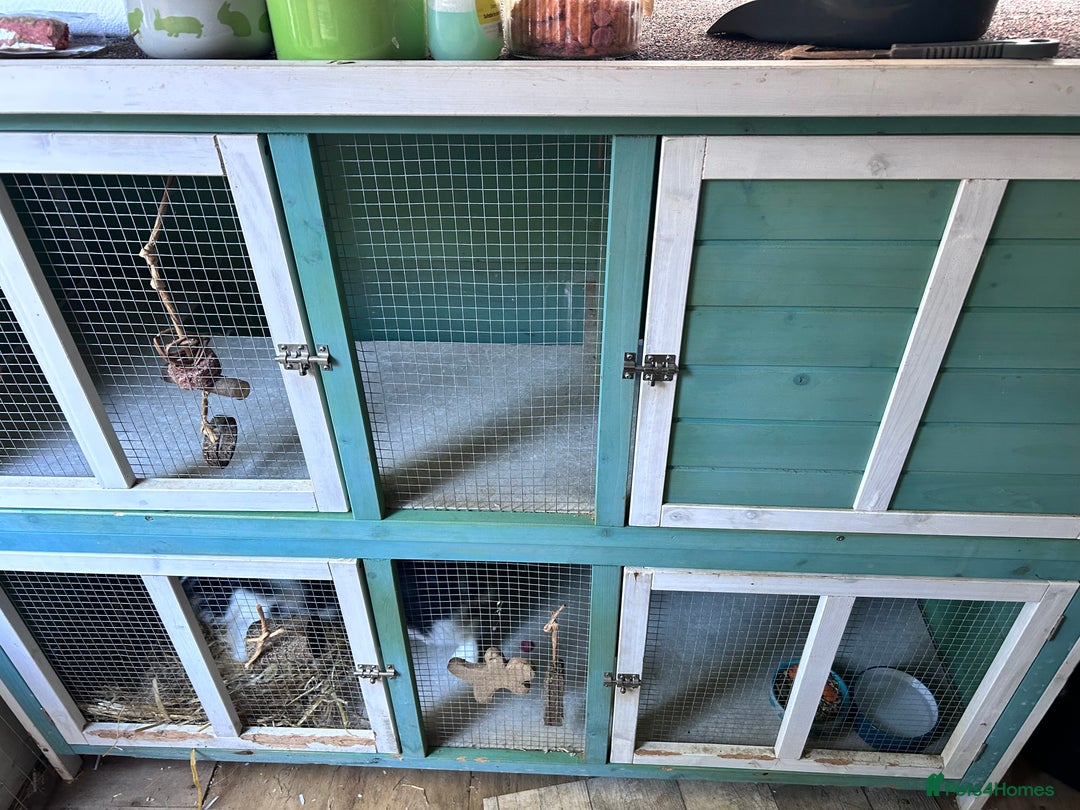 Mini Lop rabbits for sale: Male mini lop rabbit  - Image 12