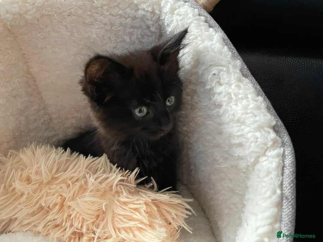 Mixed Breed cats for sale: Fully make black kitten in Glasgow - Advert 2