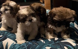 Shih Tzu dogs for sale: Adorable Shih Tzus waiting for their perfect match - Image 10