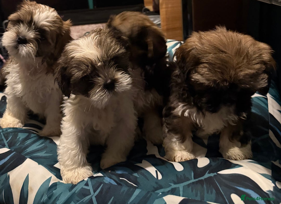 Shih Tzu dogs for sale: Adorable Shih Tzus waiting for their perfect match - Image 10