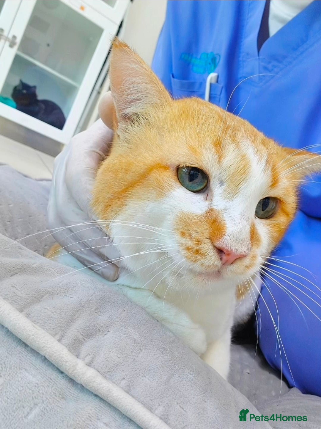 Mixed Breed cats for adoption: [Indoors Only] Tweety! Teddy loving bear  - Advert 2