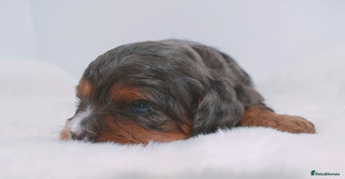 Cavapoo dogs - Advert 1