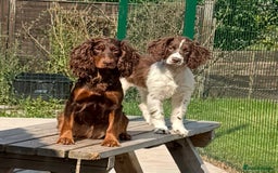 Cocker Spaniel dogs for sale: Stunning KC Working Cocker Spaniel Puppies - Image 9
