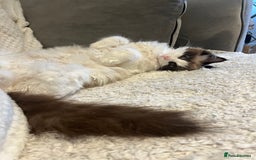 Ragdoll cats for sale: Adorable Ragdoll Kittens Ready for New Homes 🫧 - Image 7