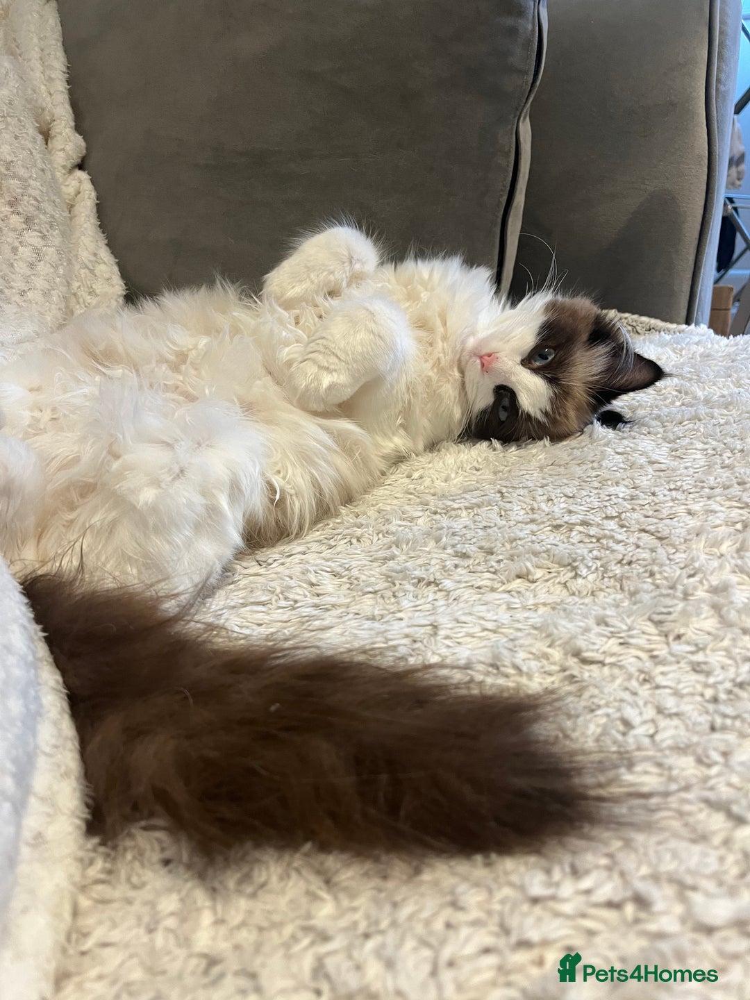 Ragdoll cats for sale: Adorable Ragdoll Kittens Ready for New Homes 🫧 - Image 7