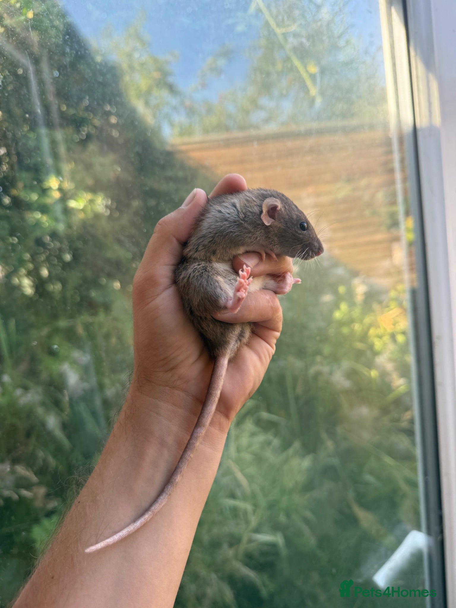 Rat rodents Dwarf Rats - Advert 1