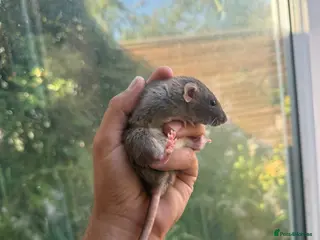 Rat rodents Dwarf Rats - Advert 1