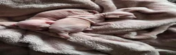 Sphynx cats for sale: Two beautiful Sphynx kittens - Advert 9