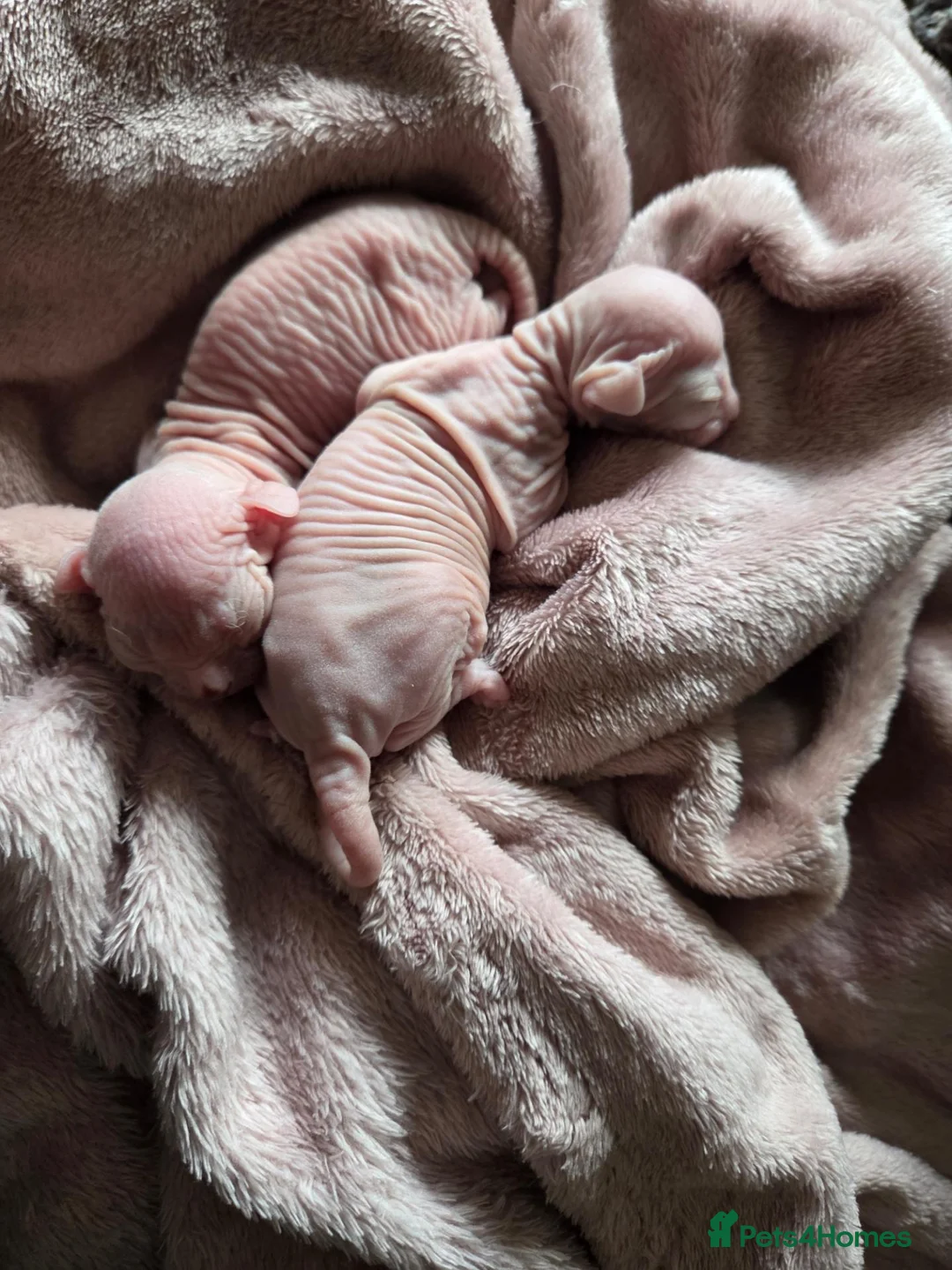 Sphynx cats for sale: Two beautiful Sphynx kittens - Advert 9