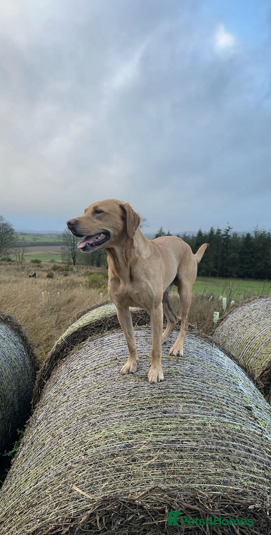 Labrador Retriever dogs for stud: WORKING LABRADOR STUD DOG - Advert 9