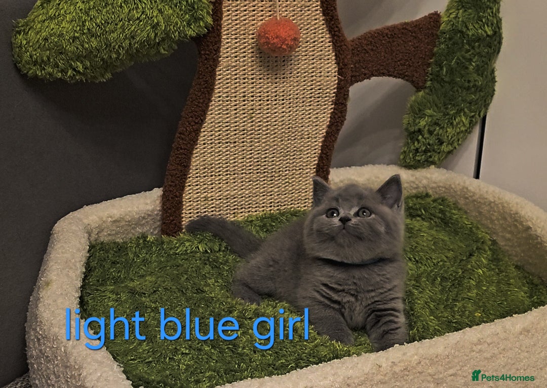 British Shorthair cats for sale: British Shorthair kitten's, GCCF pedigree - Advert 11