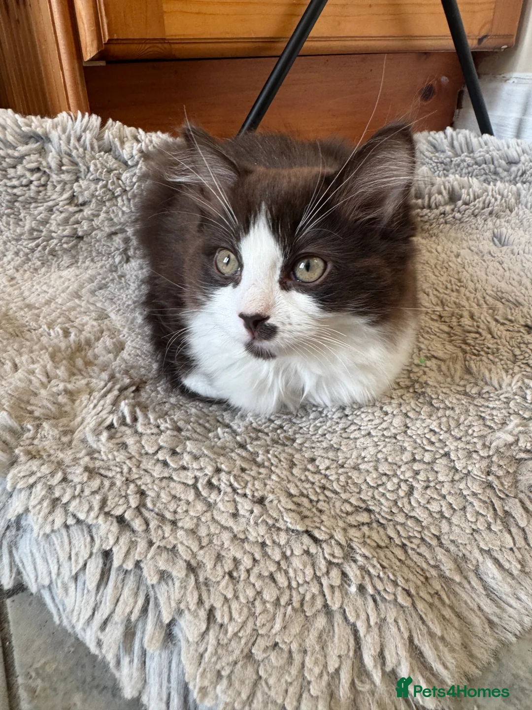 Ragdoll cats for sale: 🤍chocolate cinnamon mitted Ragdoll  - Advert 7