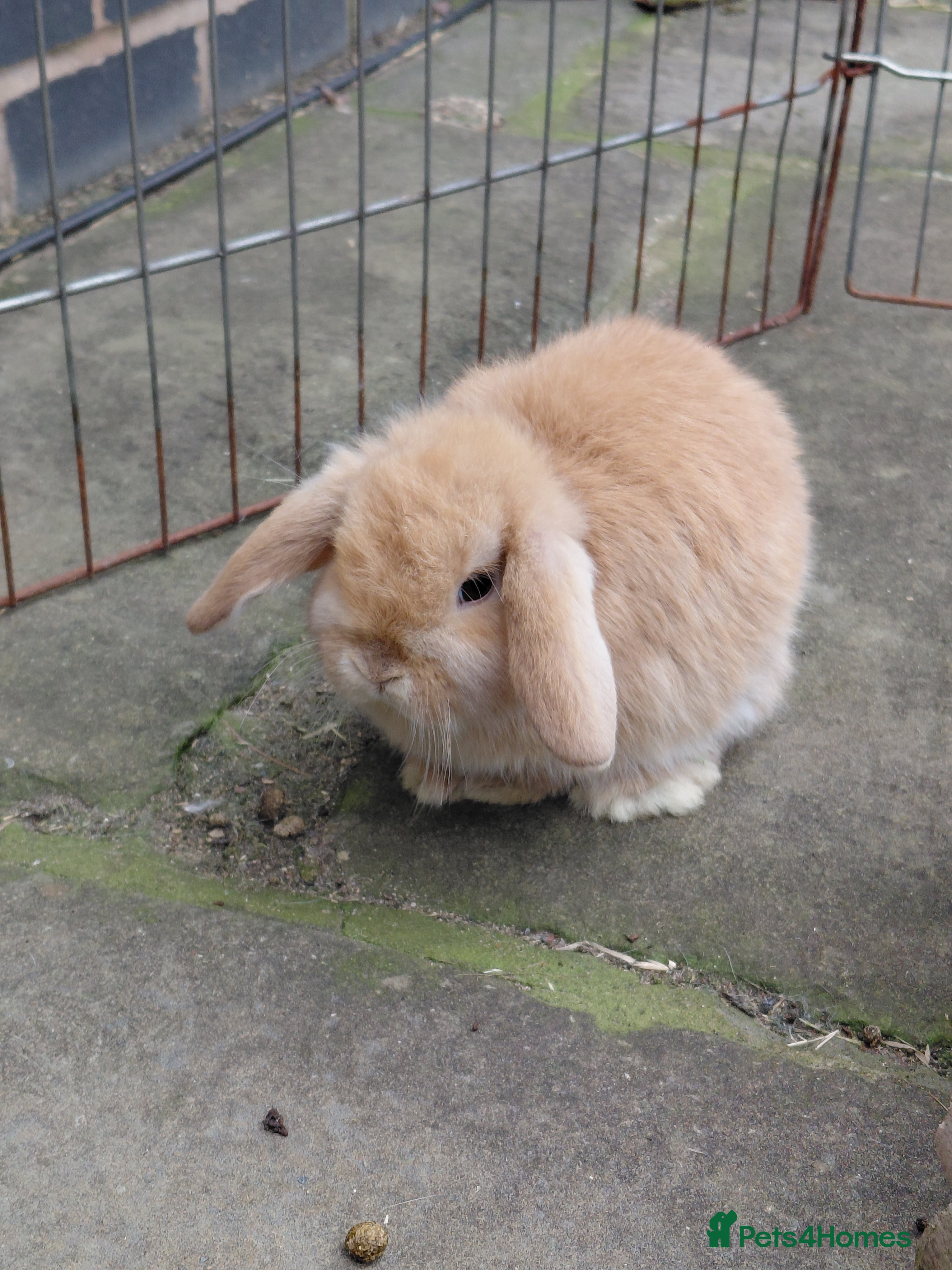 Mini Lop rabbits Mini Lop babies. All boys.  - Advert 1