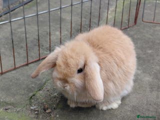 Mini Lop rabbits Mini Lop babies. All boys. - Advert 18