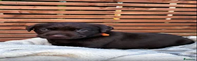 Labrador Retriever 2