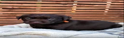 Labrador Retriever dogs for sale: KC Labrador Retrievers - Advert 14