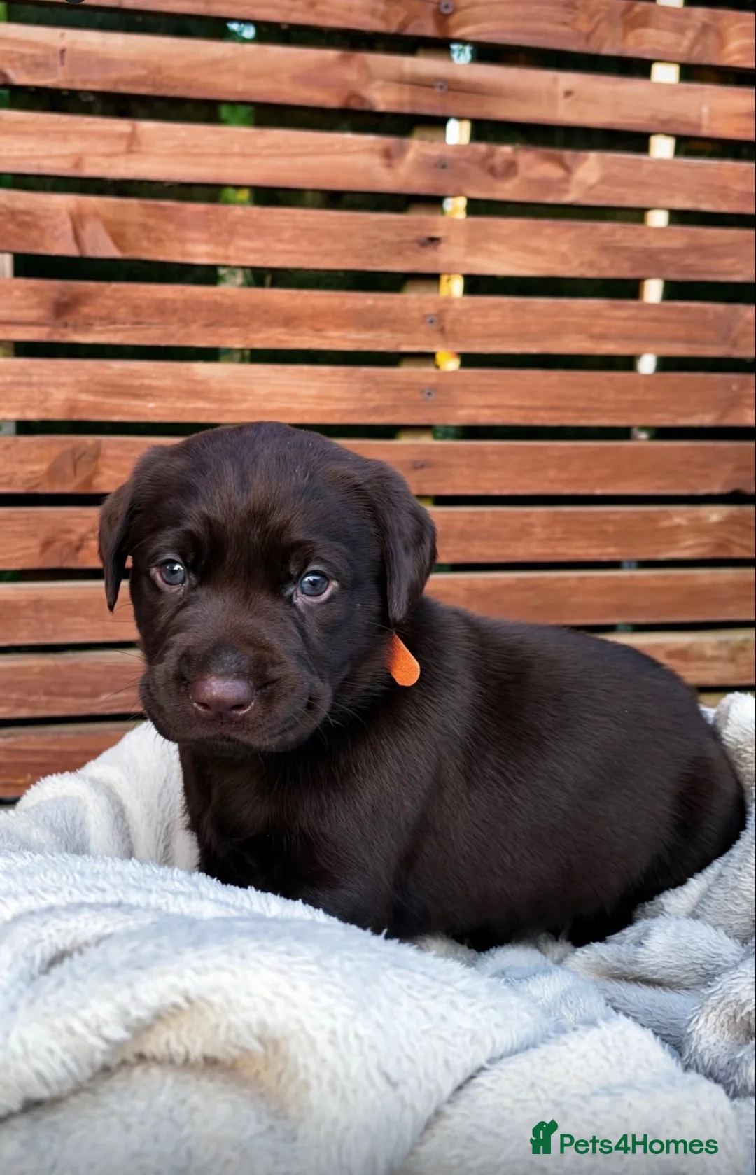 Labrador Retriever dogs for sale: KC Labrador Retrievers - Advert 14