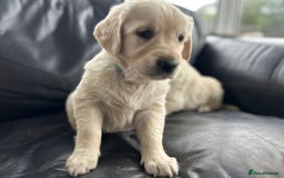 Golden Retriever dogs for sale: Beautiful Golden Retriever Puppies  - Image 14