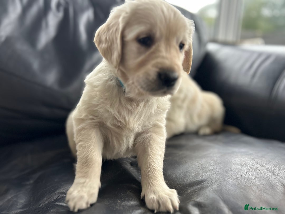 Golden Retriever dogs for sale: Beautiful Golden Retriever Puppies  - Image 14