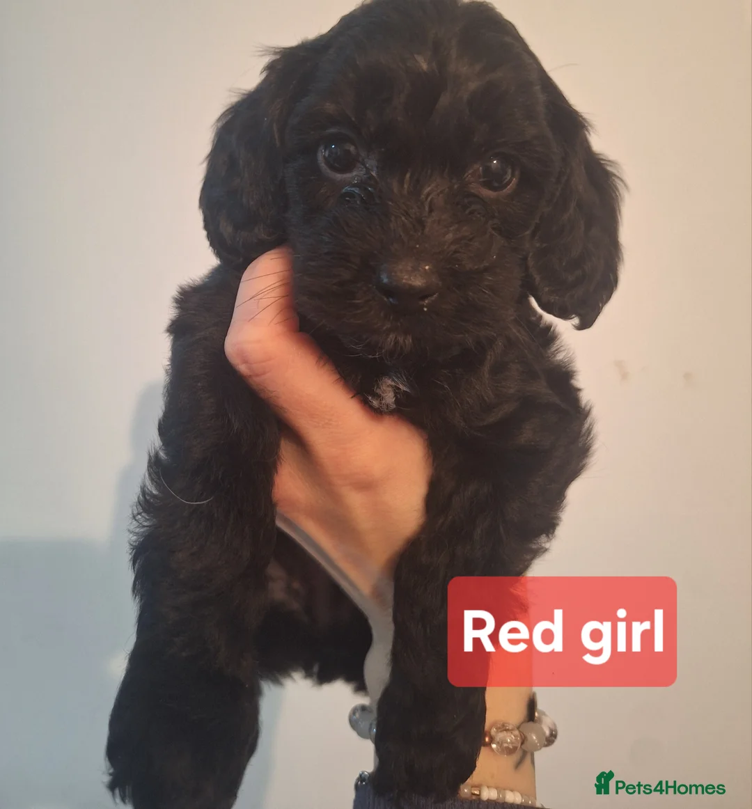 Cockapoo dogs for sale: Cockapoo puppies - Advert 2