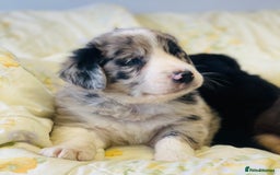Border Collie dogs for sale: Border collie puppies  - Image 12