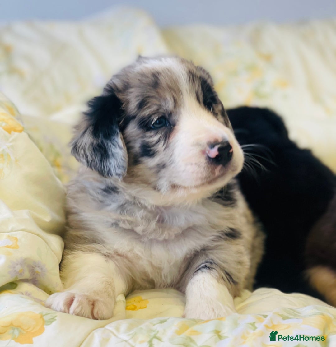 Border Collie dogs for sale: Border collie puppies  - Image 12