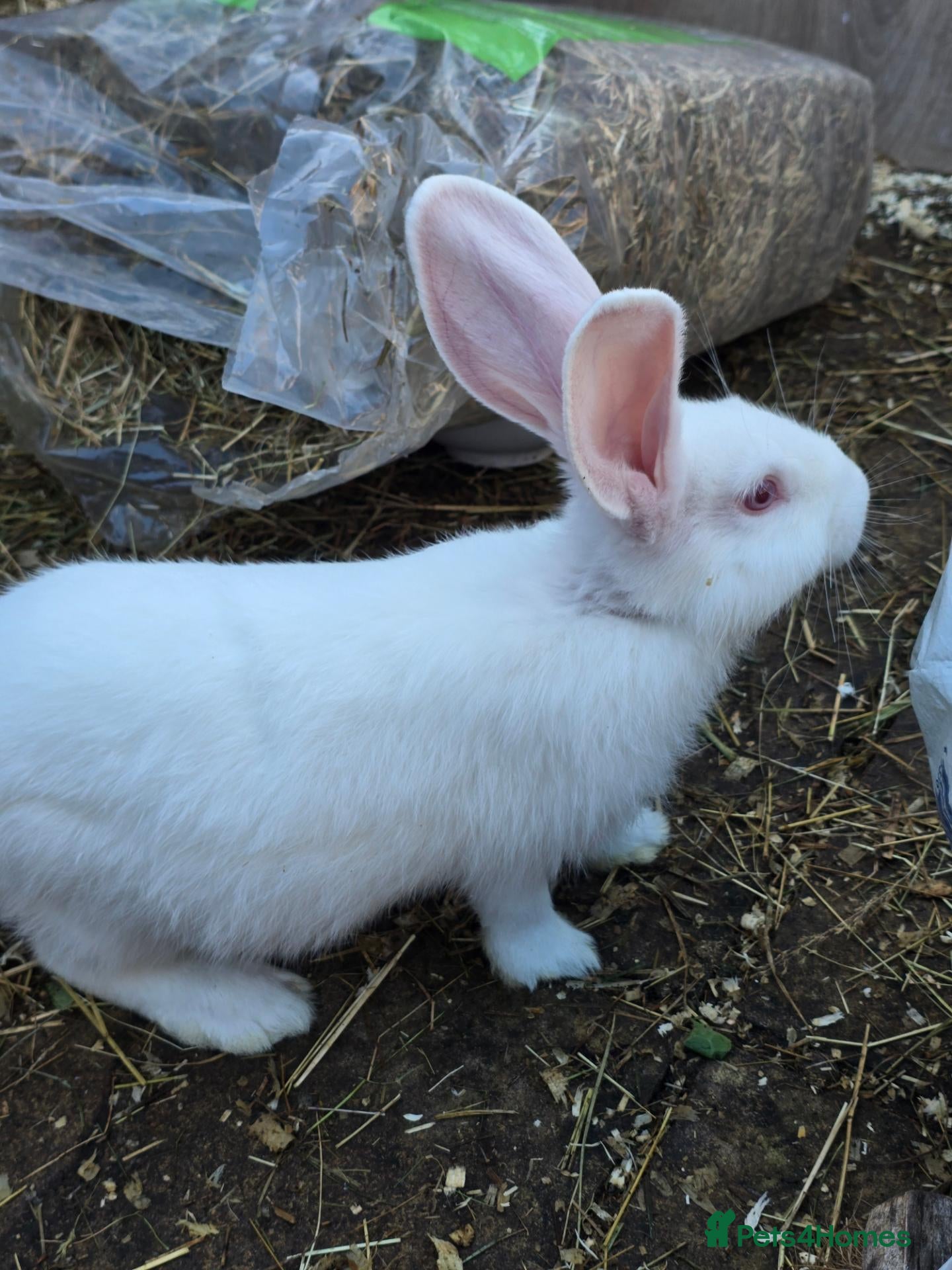 Continental Giant rabbits Continental Giant Rabbit Kits Bookings Now Open 🐰 - Advert 2